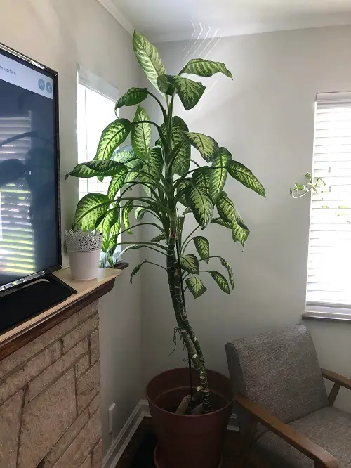 Low Light Plant Decor Ideas in room