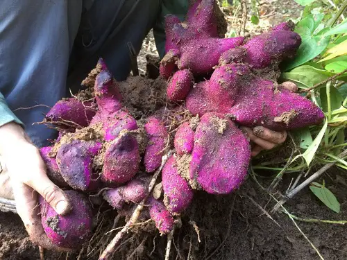 Purple Vegetables for Garden 