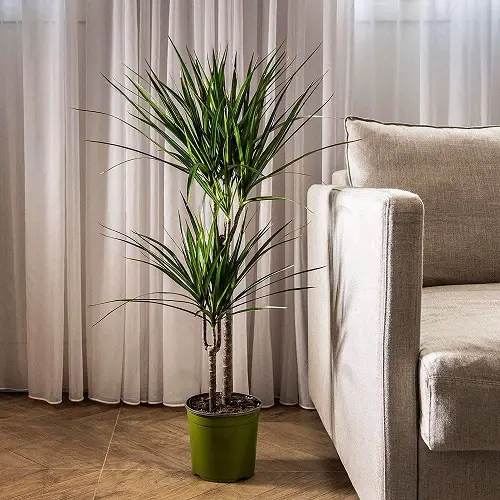 Low Light Plant Decor Ideas