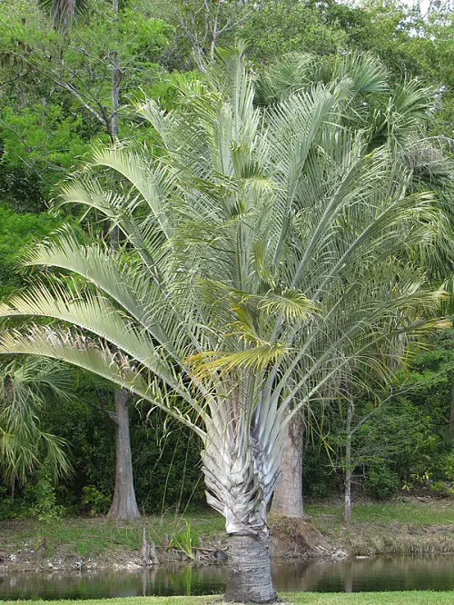 Amazing Florida's Finest Palm Trees