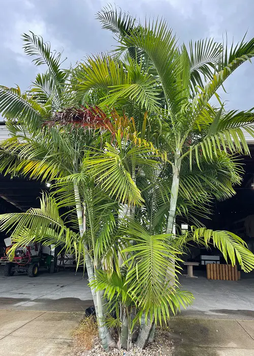 Florida's Finest Palm Trees in garden