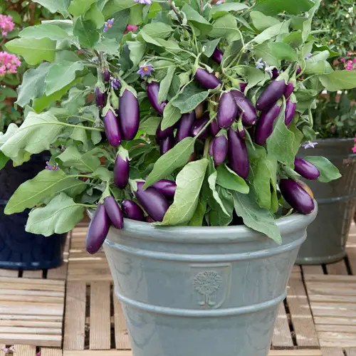 Purple Vegetables to Grow in pot