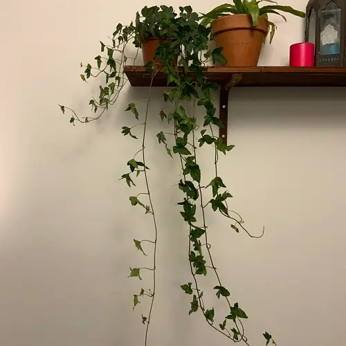 Low Light Plant Decor Ideas in wall