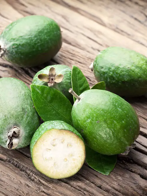 Top Green Fruits on tree