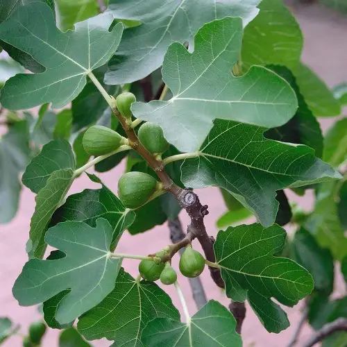 lovely Best Green Fruits with Pictures
