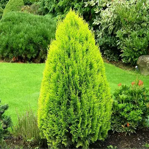 best Tall Thin Trees
