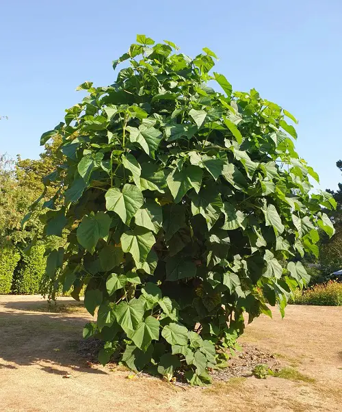 lovely trees with leaves shaped like hearts