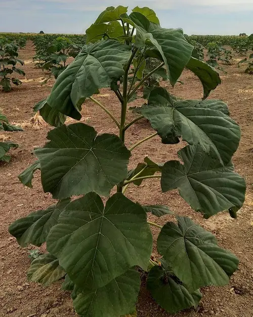 lovely trees with leaves shaped like hearts