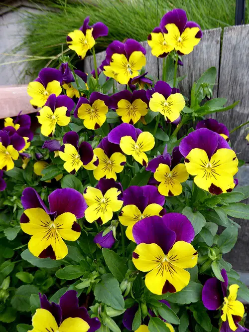 Most Beautiful Pansy Varieties in garden
