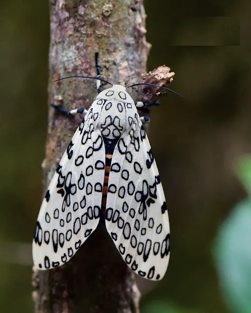 best Adorable Moths That Equal Butterflies in Beauty