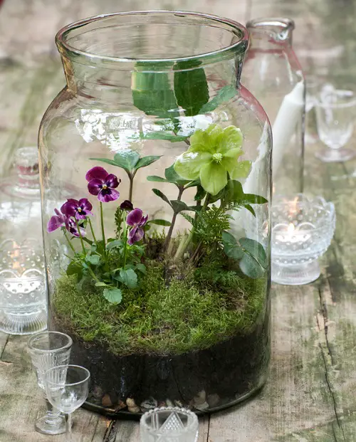 Glass Jar Terrariums