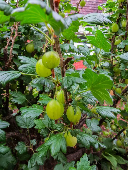 Top Green Fruits: Photographs