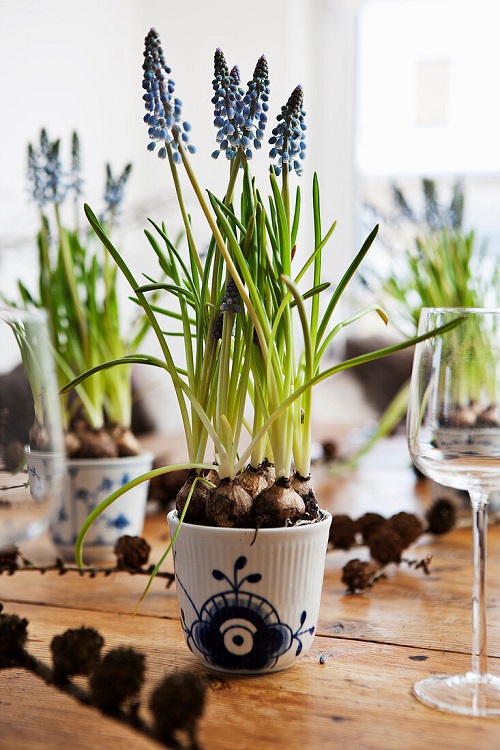 Growing Grape Hyacinth Indoors Grape Hyacinth Recipes Indoor Garden 