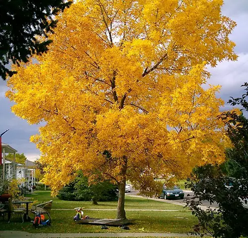Texas's Quickest-Growing Trees