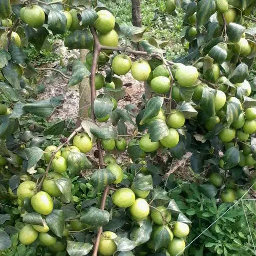 Amazing Pics of Green Fruits