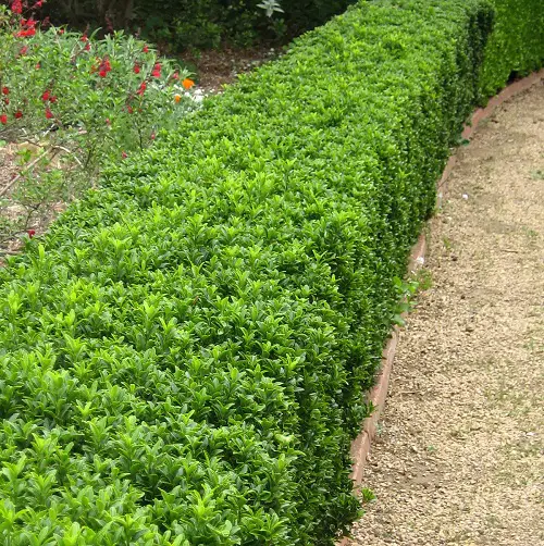 Low-Maintenance Shrubs 2