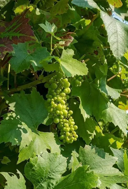 lovely Best Green Fruits with Pictures