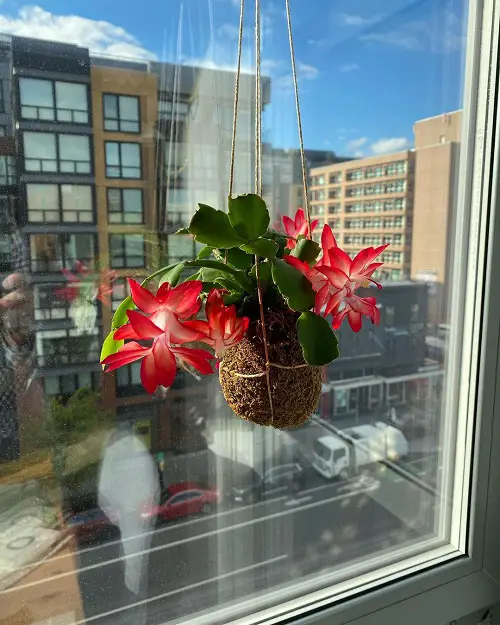 Christmas Cactus in Kokedama Ball Planter in window