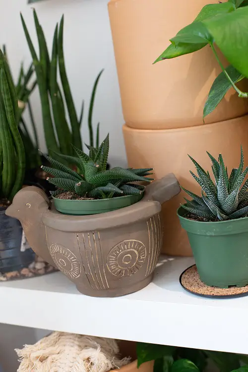 Low Light Plant Decor Ideas
