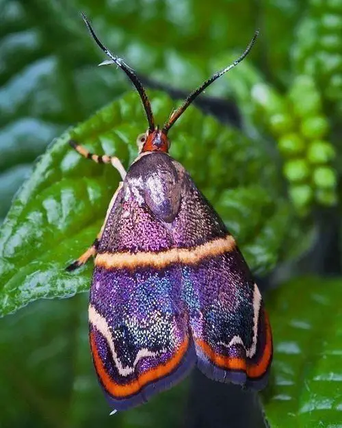 best Cute Moths that Are as Beautiful as Butterflies