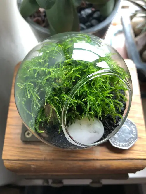 Top Plants for Indoor Terrarium
