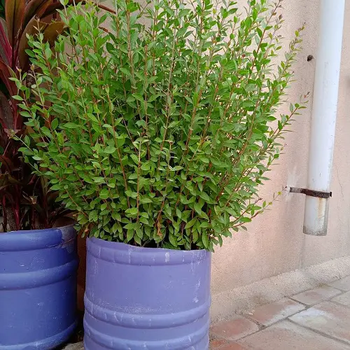 Henna Plant Care