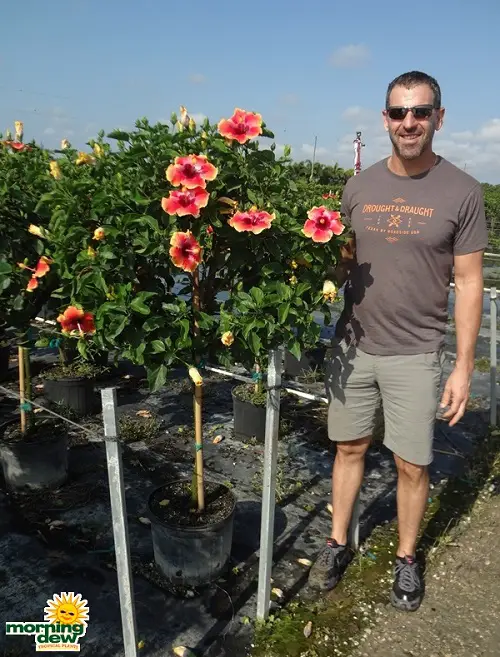 Garden Ideas With Pictures Fiesta Hibiscus