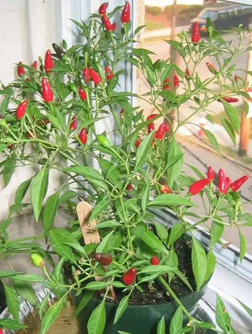 Nightshade Vegetables and Fruits to Grow in Pots and Garden