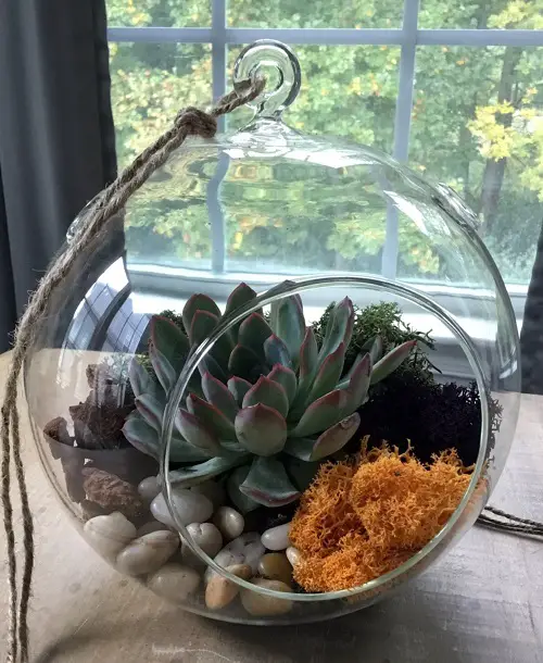 beautiful Plants for Indoor Terrarium