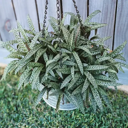 How to Grow and Care for Silver Squill