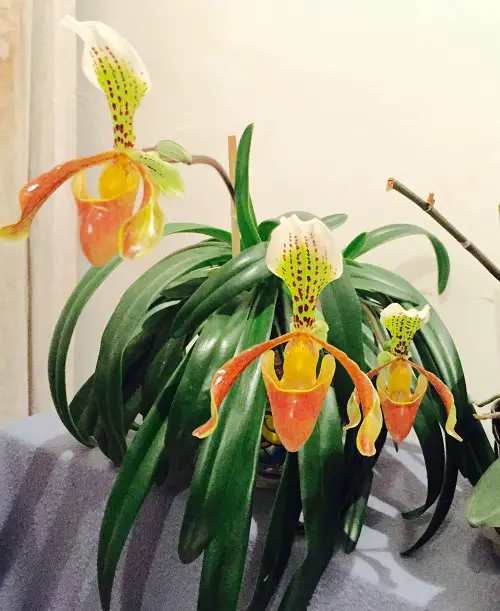 How to Multiply Orchids from Division