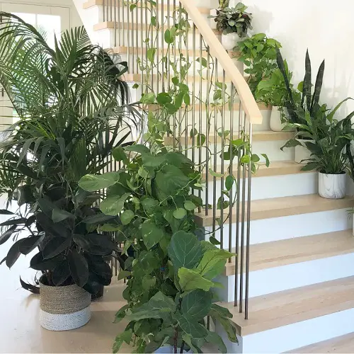 best Low Light Plant Decor Ideas