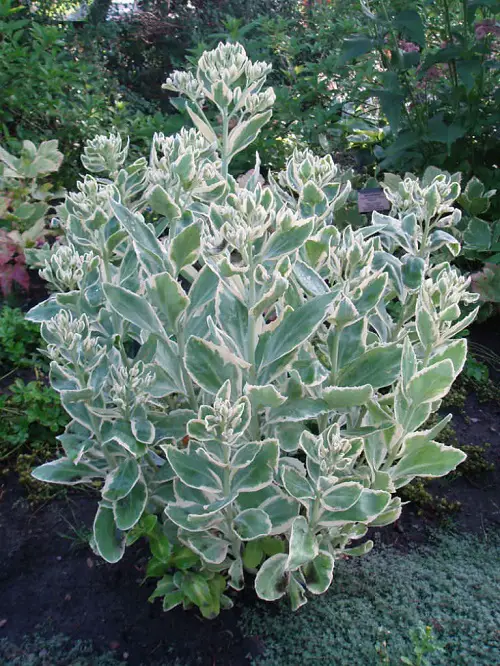 Succulent Plants that Grow Long Stems15