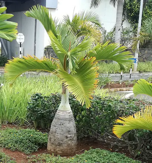 Types of Palm Trees in Florida