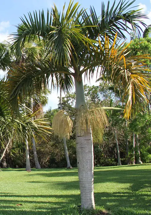 Amazing Types of Palm Trees in Florida