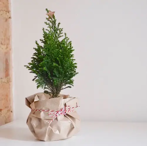 Beautiful Gift Wrap Potted Plant