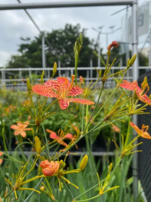 Top 25 ever orange-flowering perennials 2
