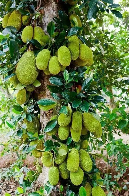 best Fruits that Stink and Smell