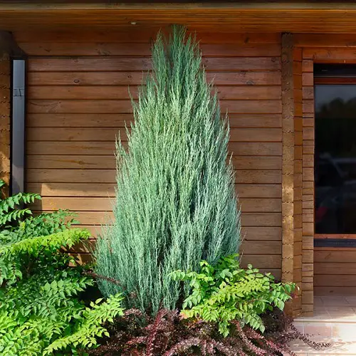 best Tall, Narrow Trees
