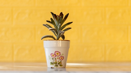 26 Best Succulent Houseplants I List of Indoor Succulents 2
