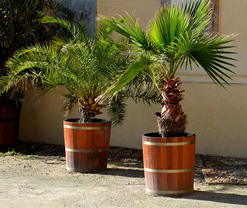 best Florida's Finest Palm Trees