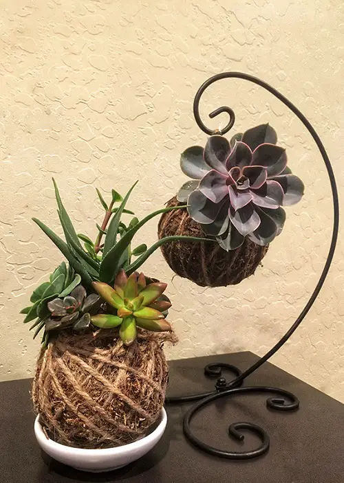 Kokedama Succulent Centerpiece