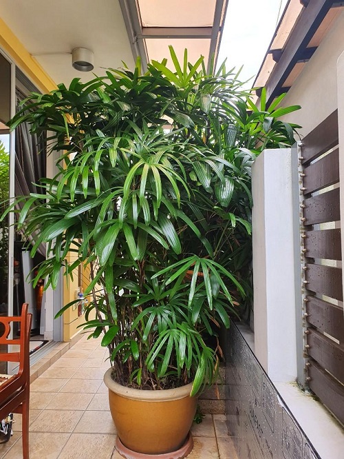 How to Grow Lady Palm Indoors | Rhapis excelsa Care Guide 2