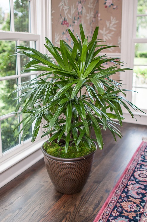 How to Grow Lady Palm Indoors | Bamboo Palm Care Guide 2