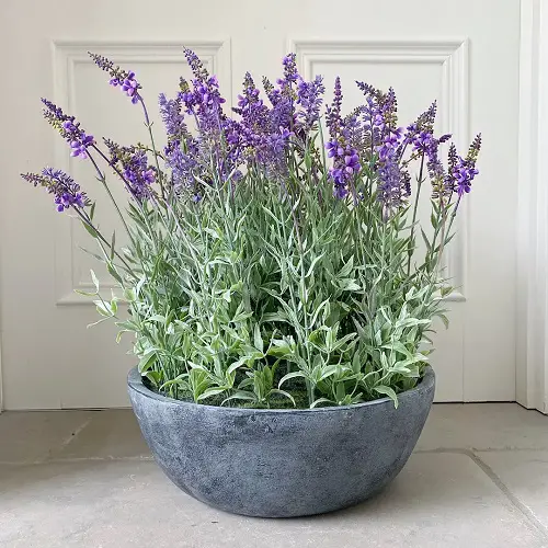 How to Grow Lavender Plants