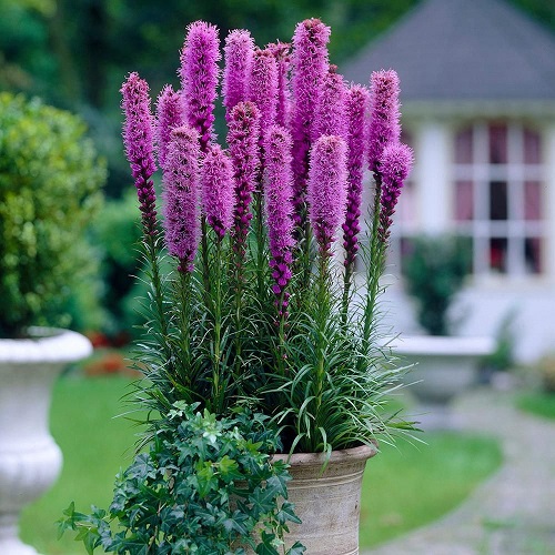 blazing is Bee Balm Companion Plants