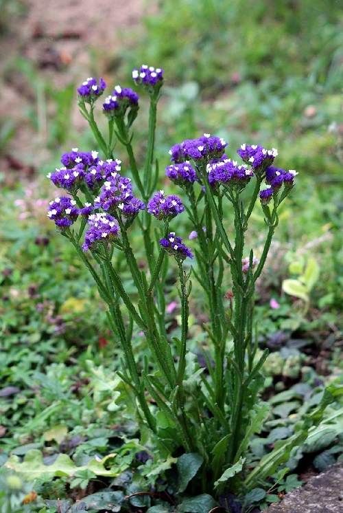 Blue Flower Names and image