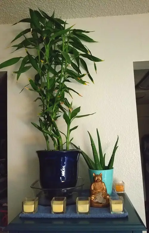 top Ideas for Low Light Plant Decor