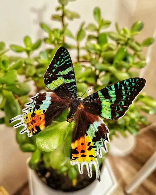 lovely Cute Moths that are as Beautiful as Butterflies 2