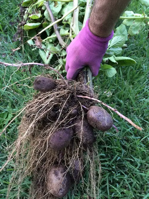  Purple Vegetables for Gardening